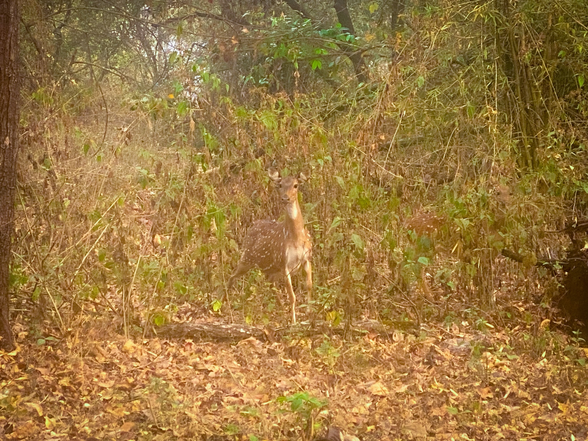 The Big Cats are Leaving